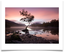 The lone tree - Bill Rigby